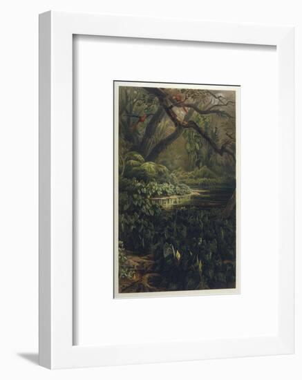 Xanthosoma and Other Exotic Flora and Birds in the Brazilian Jungle-J. Selleny-Framed Photographic Print