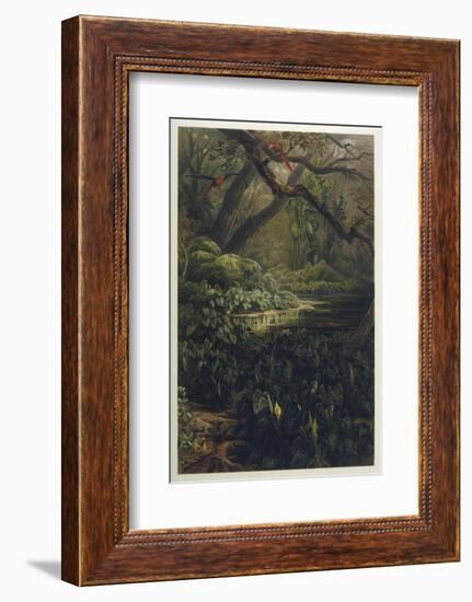 Xanthosoma and Other Exotic Flora and Birds in the Brazilian Jungle-J. Selleny-Framed Photographic Print