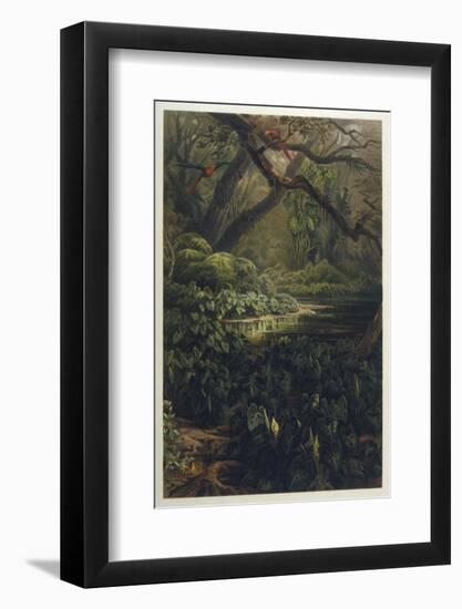 Xanthosoma and Other Exotic Flora and Birds in the Brazilian Jungle-J. Selleny-Framed Photographic Print