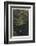 Xanthosoma and Other Exotic Flora and Birds in the Brazilian Jungle-J. Selleny-Framed Photographic Print