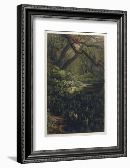 Xanthosoma and Other Exotic Flora and Birds in the Brazilian Jungle-J. Selleny-Framed Photographic Print