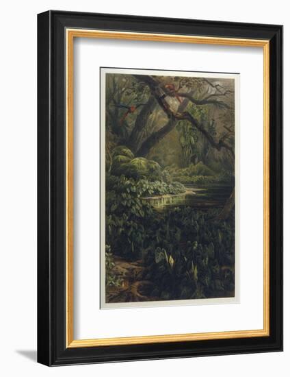 Xanthosoma and Other Exotic Flora and Birds in the Brazilian Jungle-J. Selleny-Framed Photographic Print