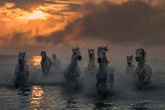 Slow Motion Horses-Xavier Ortega-Photographic Print