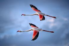 Greater Flamingos-Xavier Ortega-Photographic Print