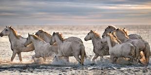 Running Horses-Xavier Ortega-Photographic Print