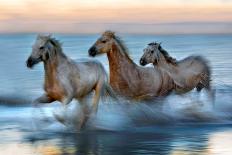 Slow Motion Horses-Xavier Ortega-Photographic Print