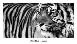 Tiger Eyes-Xavier Ortega-Art Print