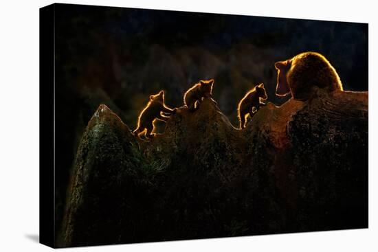 Stretched Canvas Print, , large
