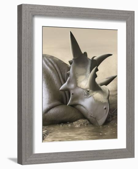 Xenoceratops Foremostensis Relaxing in a Mud Puddle-Stocktrek Images-Framed Art Print