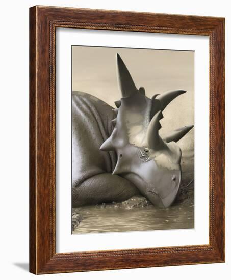 Xenoceratops Foremostensis Relaxing in a Mud Puddle-Stocktrek Images-Framed Art Print