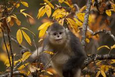 Yunnan Snub-Nosed Monkey (Rhinopithecus Bieti) in Tree in Autumn-Xi Zhinong-Framed Photographic Print