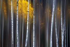 Curtain of Fall-Xiaohua Hu-Photographic Print