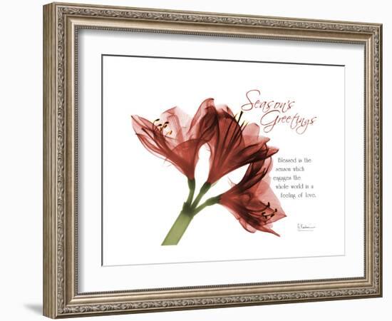 Xmas Amaryllis-Albert Koetsier-Framed Art Print