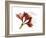 Xmas Amaryllis-Albert Koetsier-Framed Art Print