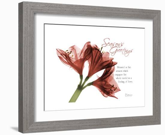 Xmas Amaryllis-Albert Koetsier-Framed Art Print