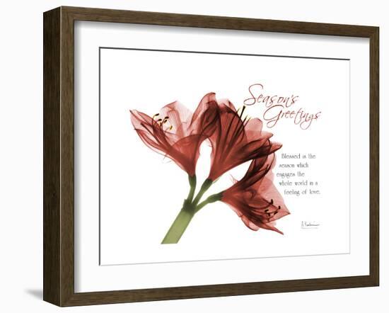 Xmas Amaryllis-Albert Koetsier-Framed Art Print