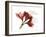 Xmas Amaryllis-Albert Koetsier-Framed Art Print