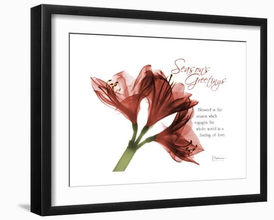 Xmas Amaryllis-Albert Koetsier-Framed Art Print