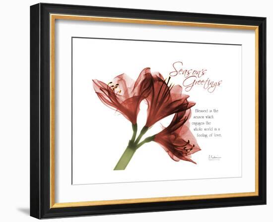 Xmas Amaryllis-Albert Koetsier-Framed Art Print