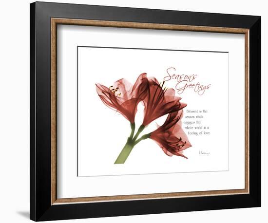 Xmas Amaryllis-Albert Koetsier-Framed Art Print