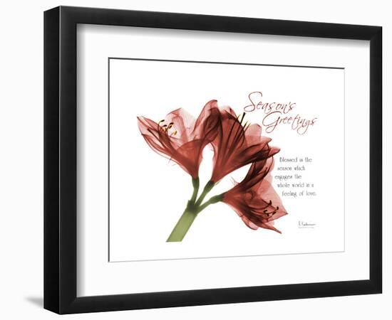 Xmas Amaryllis-Albert Koetsier-Framed Art Print