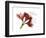 Xmas Amaryllis-Albert Koetsier-Framed Art Print