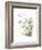 Xmas Evergreen-Albert Koetsier-Framed Premium Giclee Print