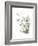 Xmas Evergreen-Albert Koetsier-Framed Premium Giclee Print