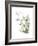 Xmas Evergreen-Albert Koetsier-Framed Premium Giclee Print