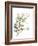 Xmas Holly-Albert Koetsier-Framed Premium Giclee Print