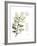 Xmas Holly-Albert Koetsier-Framed Premium Giclee Print