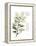 Xmas Holly-Albert Koetsier-Framed Stretched Canvas