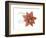 Xmas Poinsettia-Albert Koetsier-Framed Art Print