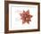 Xmas Poinsettia-Albert Koetsier-Framed Art Print