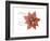 Xmas Poinsettia-Albert Koetsier-Framed Art Print