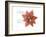 Xmas Poinsettia-Albert Koetsier-Framed Art Print