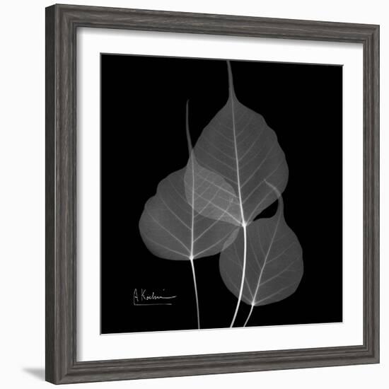 Xray Bo Tree-Albert Koetsier-Framed Premium Giclee Print