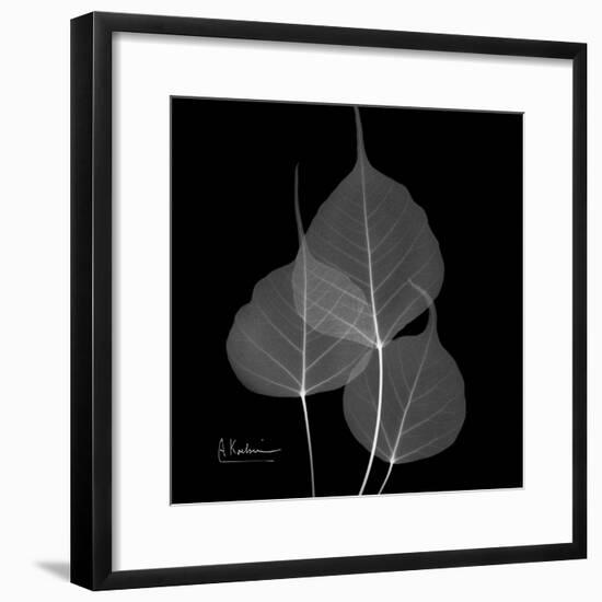 Xray Bo Tree-Albert Koetsier-Framed Premium Giclee Print