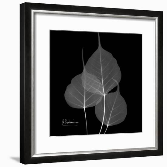 Xray Bo Tree-Albert Koetsier-Framed Premium Giclee Print