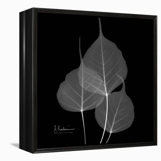 Xray Bo Tree-Albert Koetsier-Framed Stretched Canvas