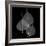 Xray Bo Tree-Albert Koetsier-Framed Art Print