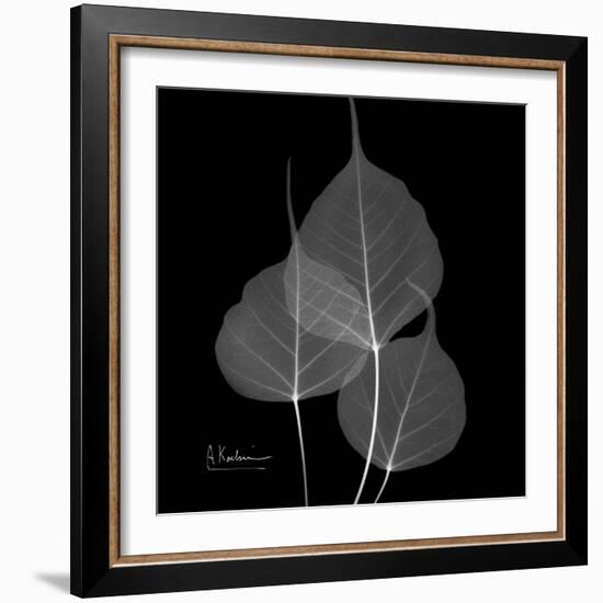 Xray Bo Tree-Albert Koetsier-Framed Art Print