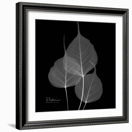 Xray Bo Tree-Albert Koetsier-Framed Art Print