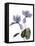 Xray Cyclamen-Judy Stalus-Framed Premier Image Canvas