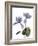 Xray Cyclamen-Judy Stalus-Framed Photographic Print