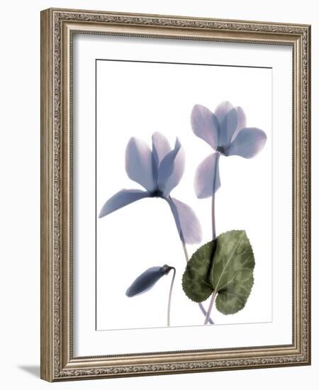 Xray Cyclamen-Judy Stalus-Framed Photographic Print