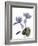 Xray Cyclamen-Judy Stalus-Framed Photographic Print