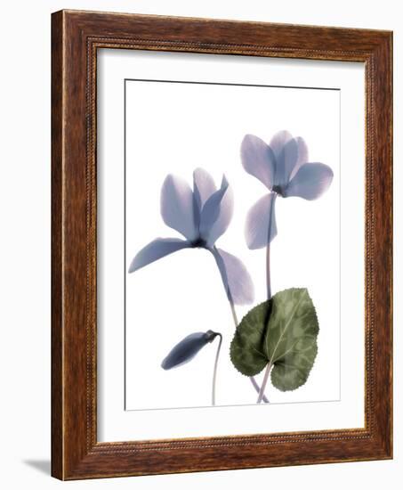 Xray Cyclamen-Judy Stalus-Framed Photographic Print