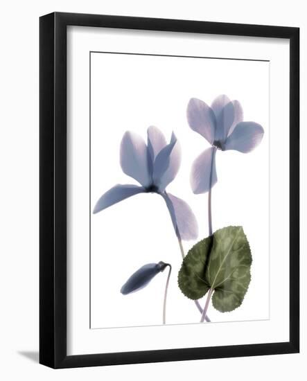 Xray Cyclamen-Judy Stalus-Framed Photographic Print