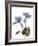 Xray Cyclamen-Judy Stalus-Framed Photographic Print